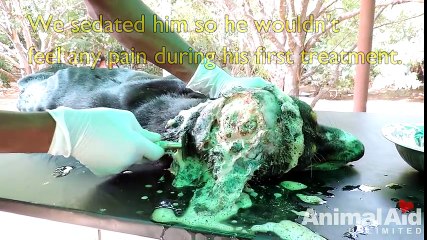 Big puppy's head split ear to ear saved