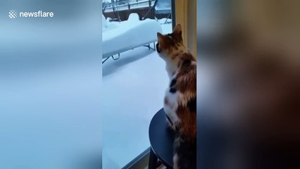 Adorable kitten seems baffled by snow