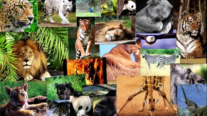 Dunia Fauna - Kambing Gunung Hobi Tidur Di lereng Batu Terjal