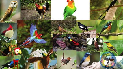 Dunia Fauna - Burung Enggang Lambang Kesetiaan