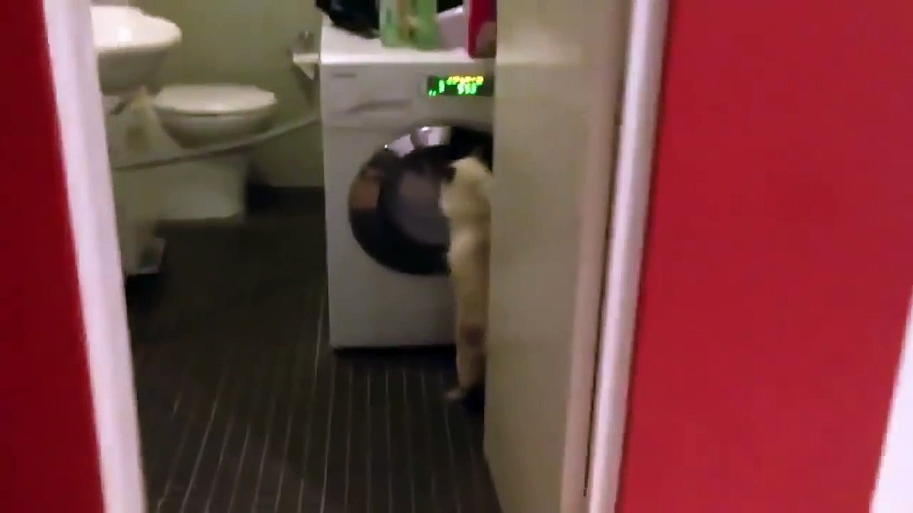 Кот против стиральной машины  Прикол с котом