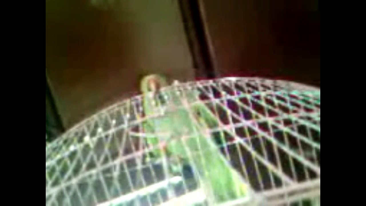 Parrot for good talking