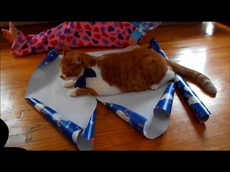 How To Wrap Your Cat For Christmas