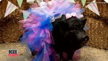 Once-Abused Pig Hams It Up For Maternity Photos Before Giving Birth To Piglets-03KU61nn9EY