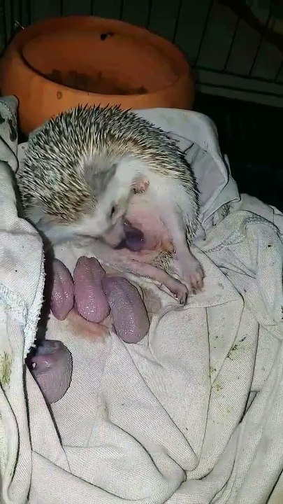Regardez la naissance de ce bébé hérisson