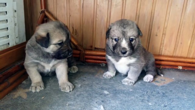 Adorable : Deux chiots husky !!