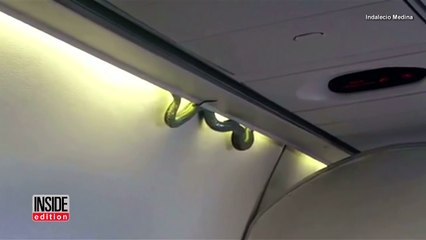 Passengers Freak Out After Snake Is Found Loose Aboard Flight-WiqUUzQzbsw