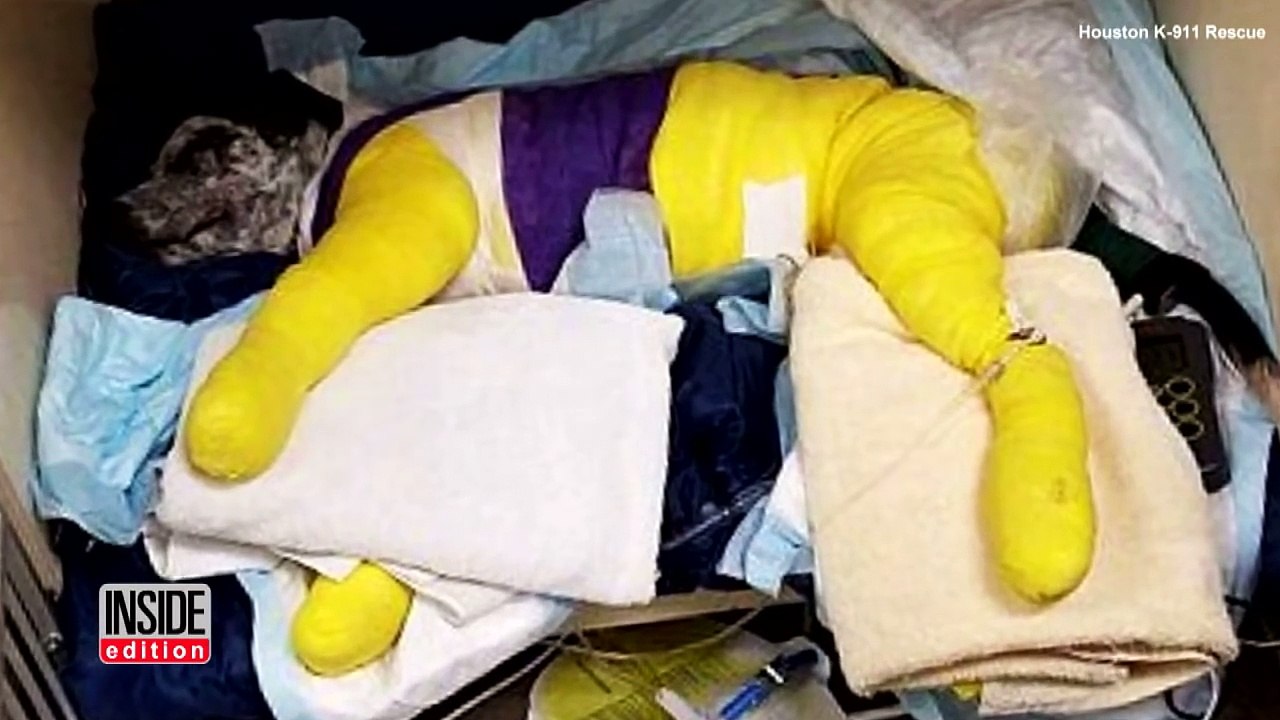 Puppy Wags His Tail In Full Body Cast As He Heals After Being Dragged By Truck-EXYYyEtJJms