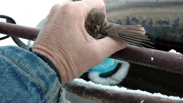 Cet homme sauve cet oiseau gelé en le réchauffant