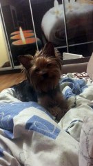 Чарли требует внимания