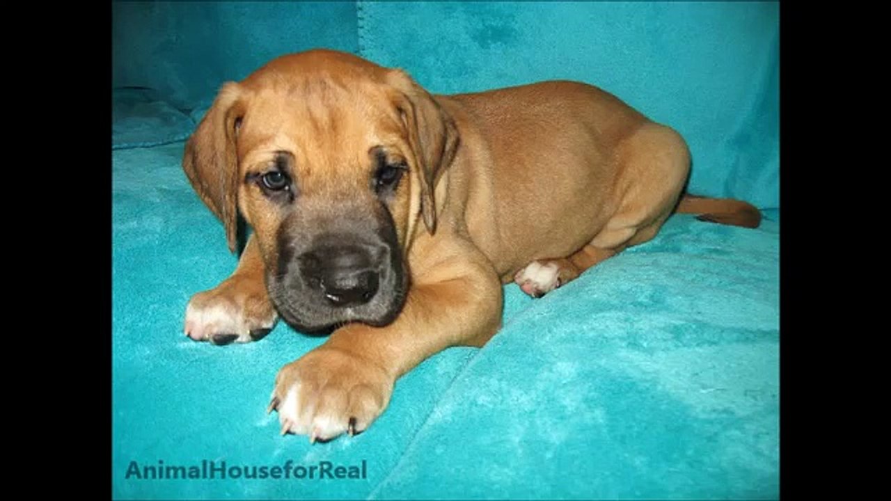 Newborn to 8 Weeks in 1 Minute - Male Great Dane-qrLMXStzOY4