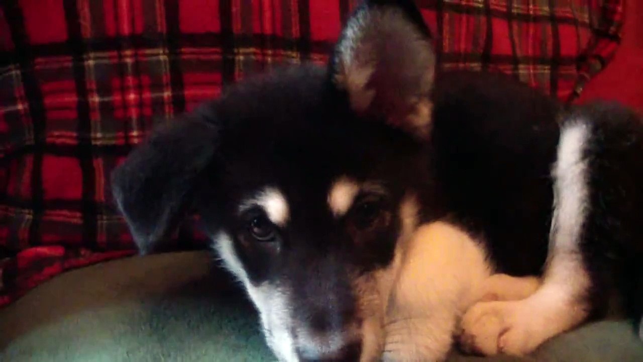 Puppy Hiccups w_Lazy Ear-XH8qtNScgII