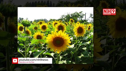 Top 10 Best Health Benefits of Sunflower Seeds _ NH9 News-dxLg0I4FNbQ