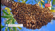 Top 10 Health Benefits using  Honey _ మీ చర్మం కాంతివంతగా మారాలి.. అయితే తేనె వాడండి...!_ NH9 News-BOUyjRceZtk