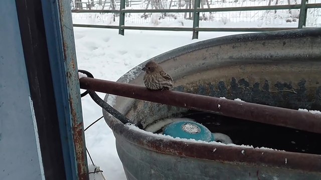 Il sauve un oiseau collé sur une barrière métallique à cause du froid