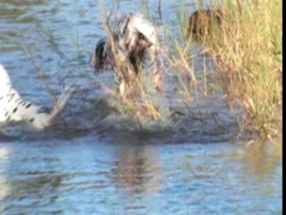 NOS DALMATIENS SE BAIGNENT