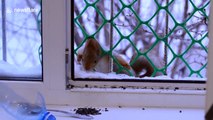 Red squirrel crawls through window bars to steal bird food