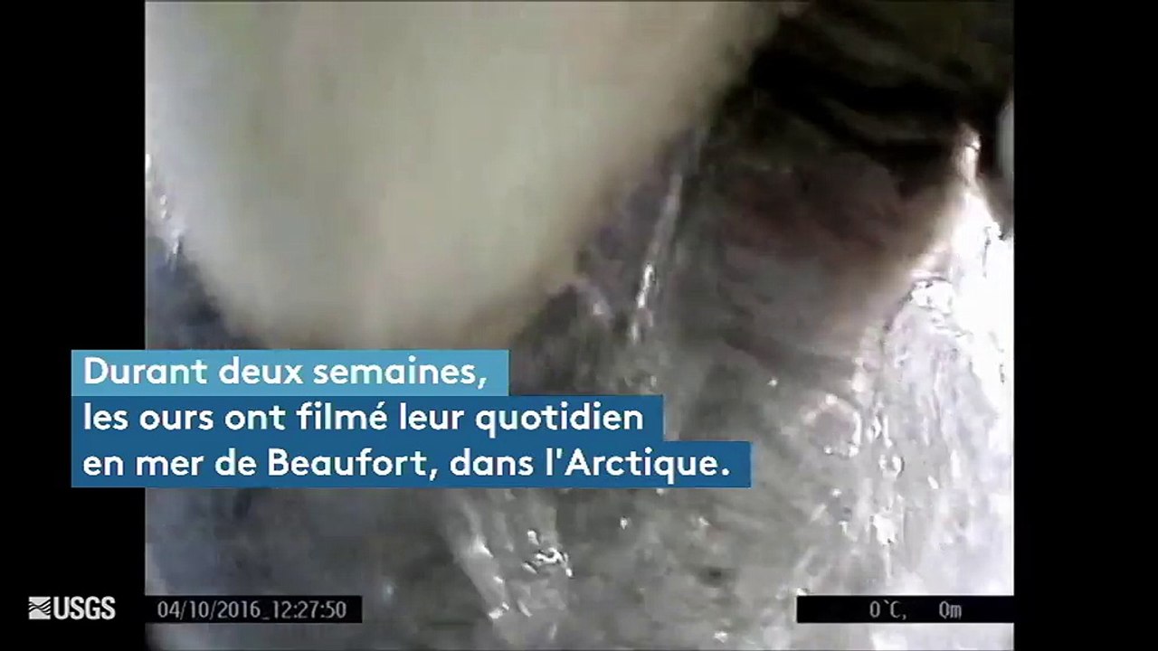 En Arctique, les ours blancs jouent les vidéastes