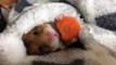 Hamster eating..So Cute - hámster