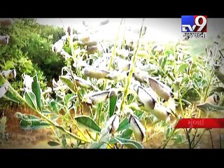 White Blanket Covers Mahabaleshwar - Tv9 Gujarati