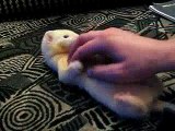 Ticklish Ferret