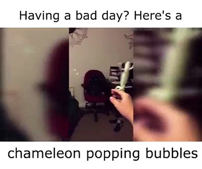 Chameleon Popping Bubbles
