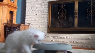 Kitten vs. Toy