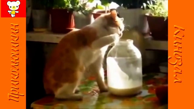СМЕШНЫЕ КОТЫ