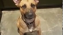 Quand son chien s'arrête et refuse de bouger, c'est pour l’avertir d’un danger imminent 2