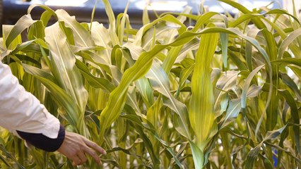 A felvásárlás EU-s engedélyére vár a ChemChina és a Syngenta