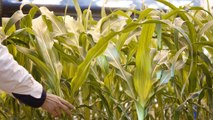 ChemChina e a Syngenta respondem a recomendações da Comissão Europeia