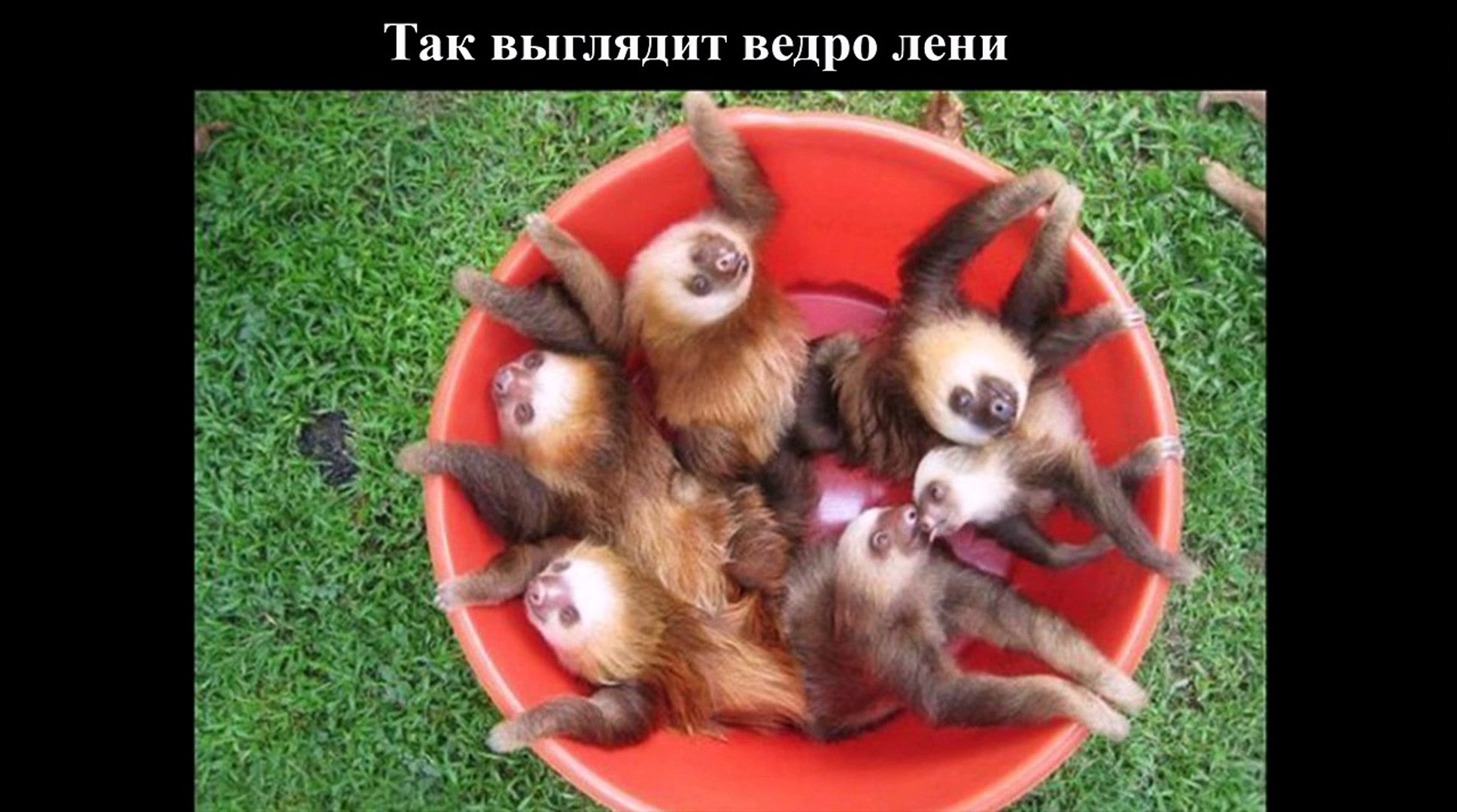 Приколы Лучшие Демотиваторы