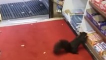 Sneaky squirrel steals candy bar from store... again!