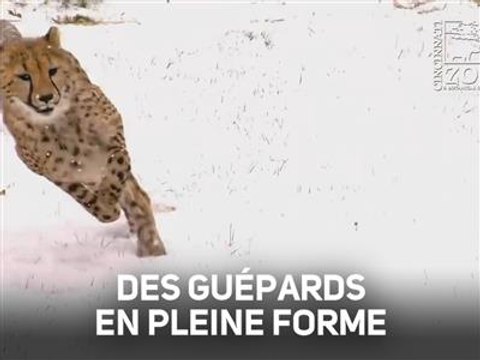 Qui l'eût cru ? Ces guépards adorent la neige !