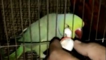 Parrot the best talking bird.