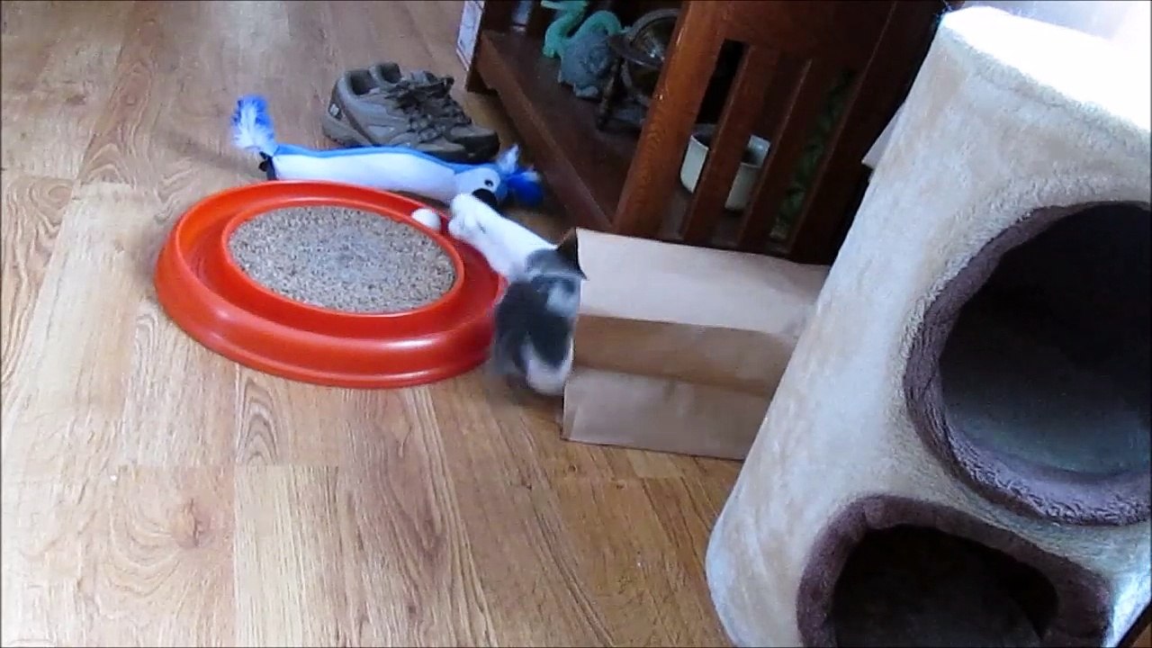 Paws in Bag with Ball and Track