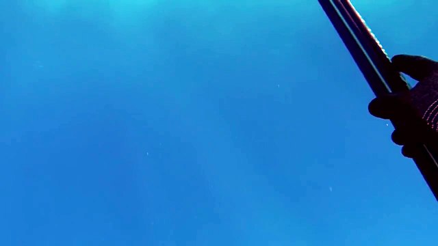 Un plongeur attaqué par un requin se sauve la vie grâce à son harpon