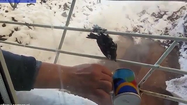 Sparrows rescued after getting stuck to frozen window bars
