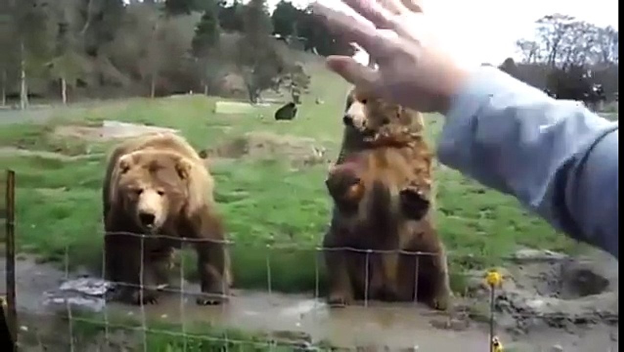 two bears say ''hello''