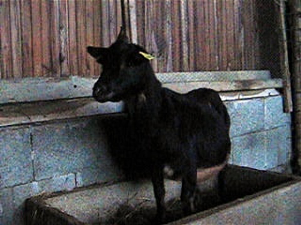 chevre naine aux malicieux germeco 2018