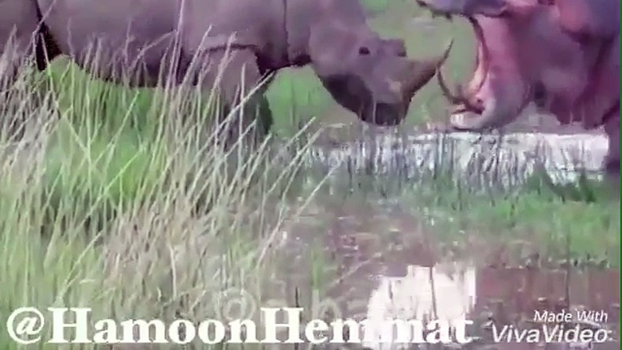 ‫راز بقا خنده دار، جفتگيري كرگدن با اسب آبي با...