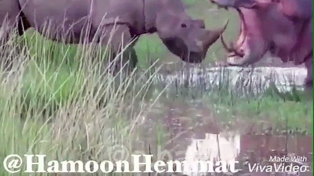 ‫راز بقا خنده دار، جفتگيري كرگدن با اسب آبي با دوبله فارسي باحال‬