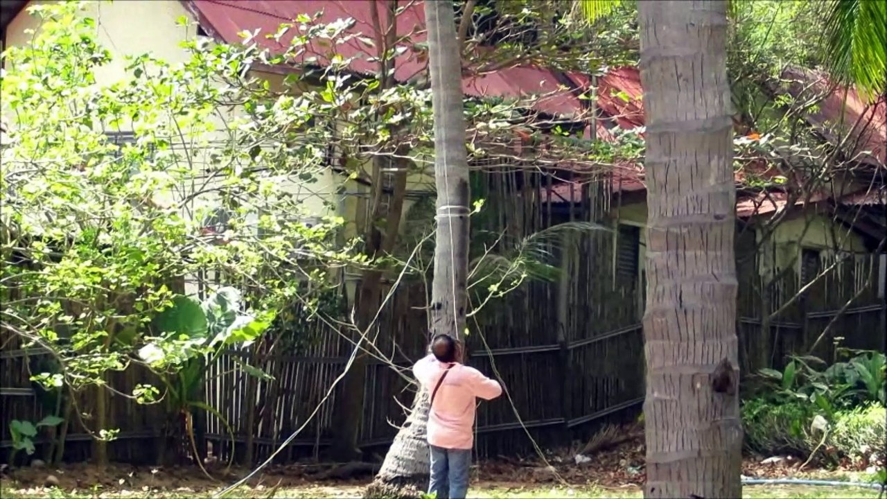 Monkeys at work