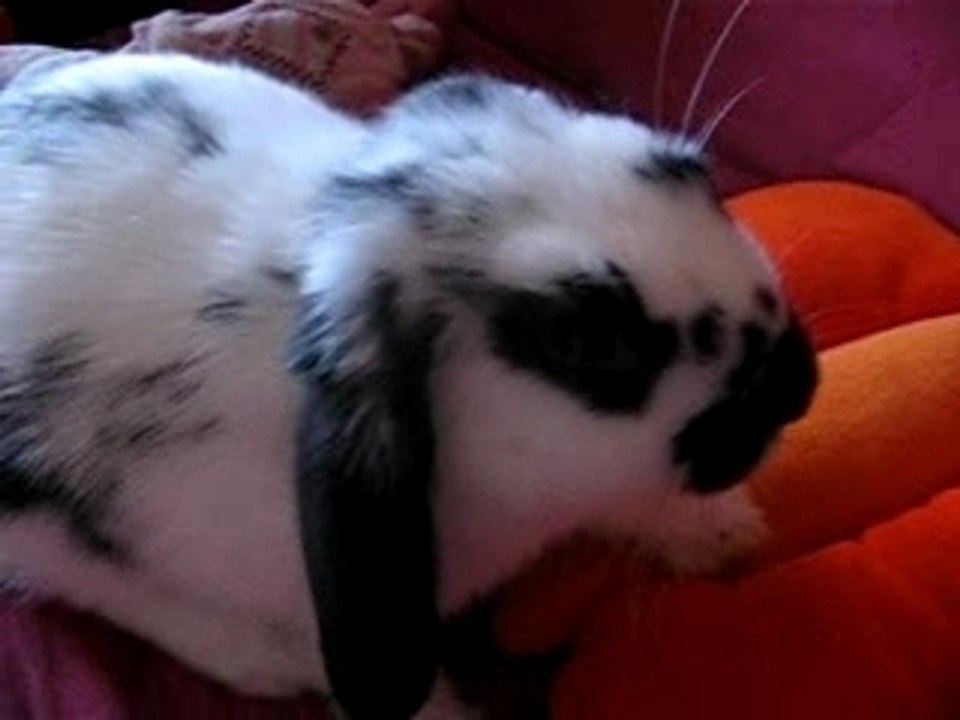 Photo 058