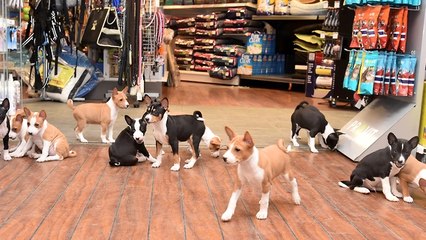 Life with 14 basenji puppies is never boring!
