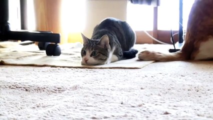 Танцующий кот