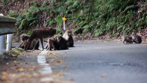 Un singe et une biche ont un rapport sexuel !