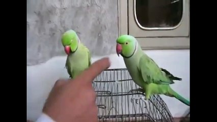 Talking Parrot pakistani parrot