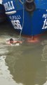 Ce marin courageux se jette à l'eau pour sauver un chaton au bord de la noyade