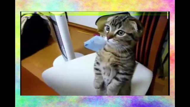 Смешные ПРИКОЛЫ ПРО КРОШЕК! Видео приколы 2016 про кошек. СМОТРЕТЬ ВСЕМ!